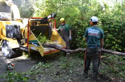 tree services Charter Oak